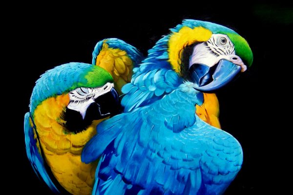 Blue and Gold Macaws