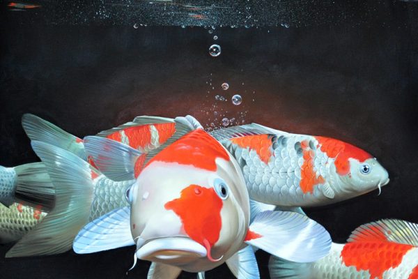 Koi Portrait