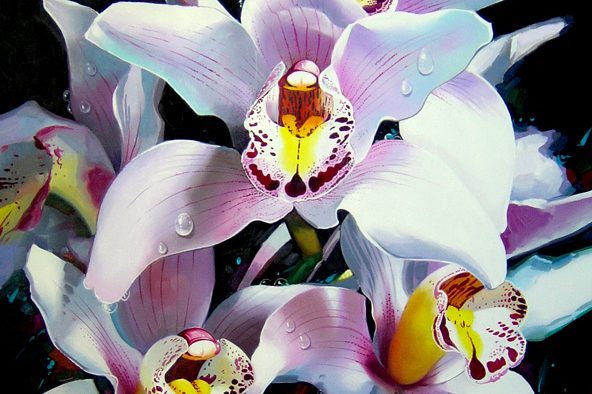 Orchid